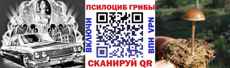 Псилоцибиновые грибы Cubensis  Ленинск-Кузнецкий 